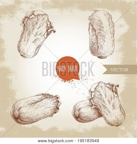 Hand drawn sketch chinese cabbages set. Pe-tsai exotic farm fresh vegetables vector illustration.