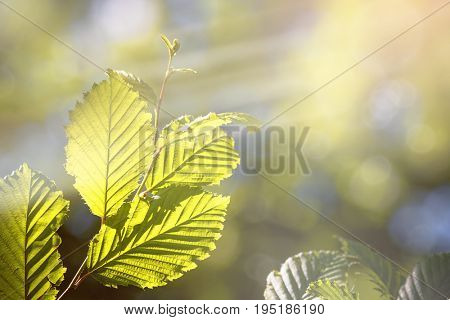 Beautiful summer background with dappled sunlight and green leaves. Bokeh and light leaks with space for your text. 