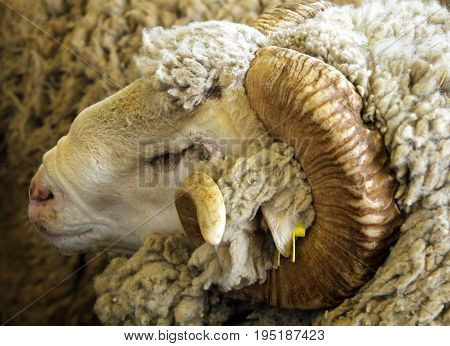 Portrait of white ram (Soviet Merino breed), Russia