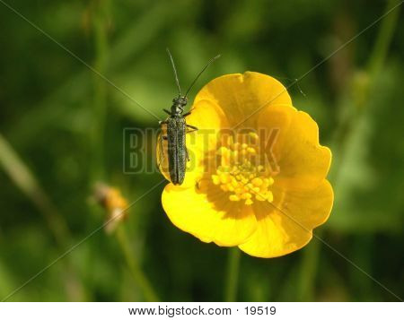 Oedemera Livida na plíživé Buttercup