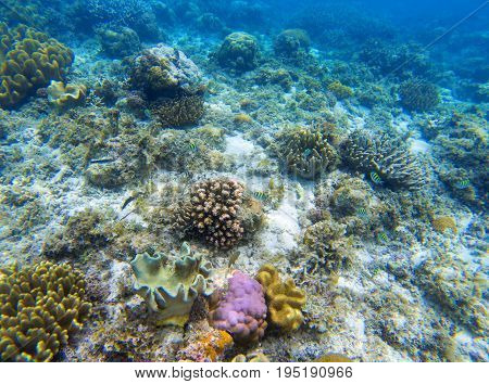 Underwater landscape with young coral reef. Diverse coral ecosystem. Blue sea water view. Wild nature tropical animal. Seabottom perspective. Natural aquarium in tropical lagoon. Exotic sea snorkeling