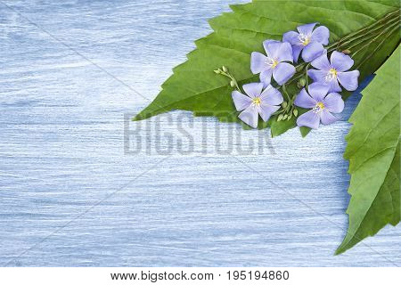 Blue flax on a blue wooden background