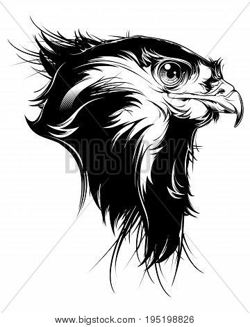 head of hawk isolated on white background