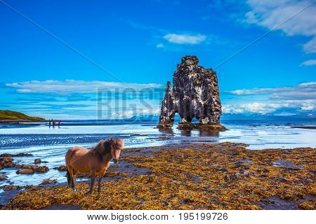 Sleek Icelandic horse wandered on the coastal shelf. The Basalt rock - Monster Hvitsercur during an ocean outflow. Concept of extreme northern tourism in Iceland