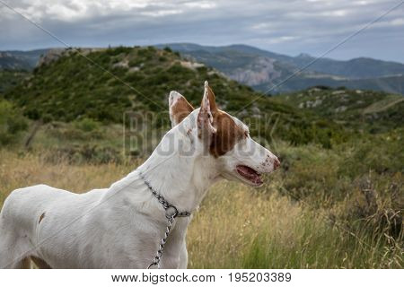 Podenco Ibicenco - White Ibizan Warren Hound, is one of the medium-sized greyhounds descended from the dogs of ancient Egypt. Very old and pure race. Portrait long snout and ears