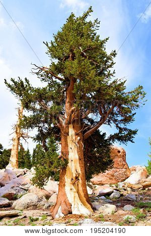 Lodgepole Pine Trees also known as twisted pines taken in a high altitude alpine forest taken in the Sierra Nevada Mountains, CA