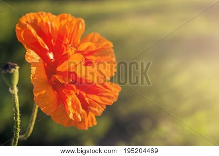 red summer poppy flower at garden sunset. Red poppies in soft light.