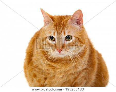 Adult red cat with overweigh isolated on a white background