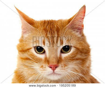Adult red cat with overweigh isolated on a white background