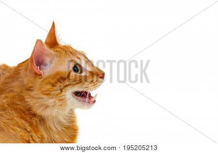 Adult red cat with overweigh isolated on a white background