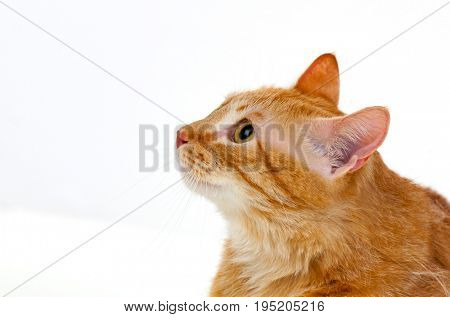 Adult red cat with overweigh isolated on a white background