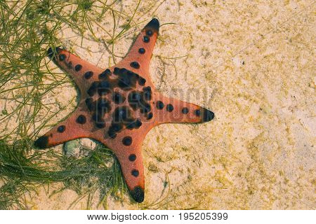Orange pillow starfish on white sand in sea water. Shallow sea water during low tide. Seashore underwater animal. Star fish on white sand. Coral beach with marine animal. Star fish on seashore photo