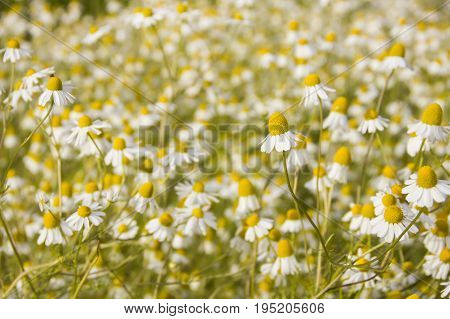 vegetable patches of Matricaria chamomilla can be used in herbal therapy on a Field of bright daisy flowers