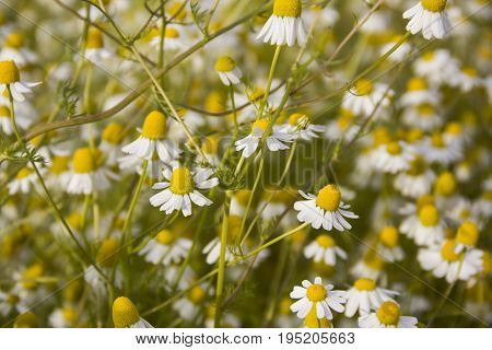 vegetable patches of Matricaria chamomilla can be used in herbal therapy on a Field of bright daisy flowers