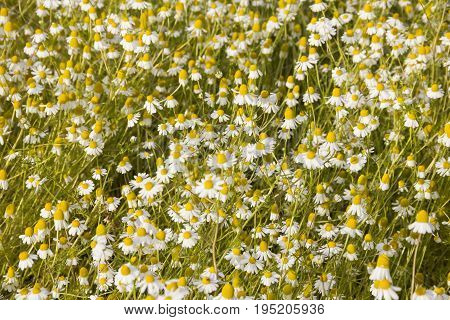 vegetable patches of Matricaria chamomilla can be used in herbal therapy on a Field of bright daisy flowers