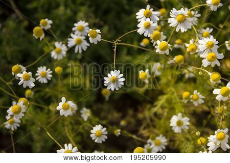 vegetable patches of Matricaria chamomilla can be used in herbal therapy on a Field of bright daisy flowers