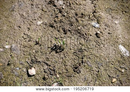 The close up and top view of the young leaves of a marsh Zantedeschia in the morass.