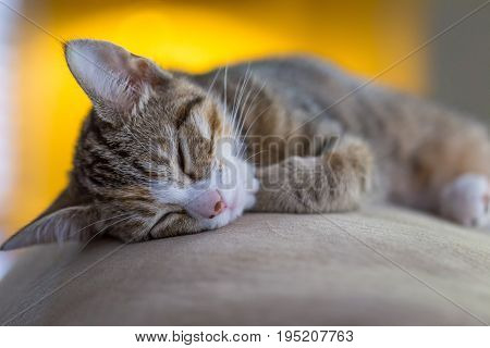 My new kitten taking a nap at the edge of the couch