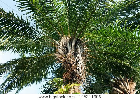 Palm Elaeis guineensis Arecaceae in Asia, Thailand