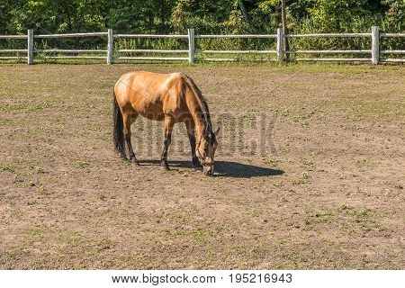 A beautiful horse on a summer playground in the background of a fragment of a stable in Mezhyhiria near Kiev.