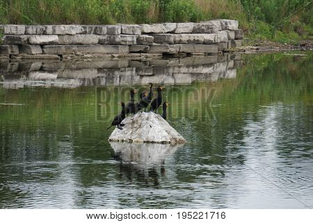 A flock of double crested cormorants (Phalacrocorax auritus) sits on a rock in a retention pond in Plainfield, Illinois, during June.