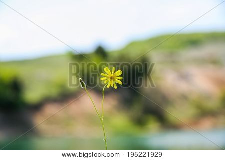 A Flowerbed With Flowers