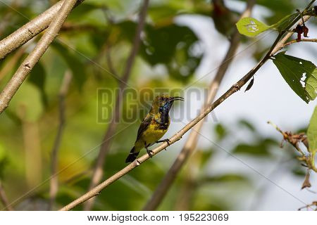 Olive-backed Sunbird, Yellow-bellied Sunbird