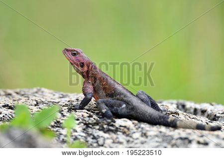 The Namib rock agama (Agama planiceps) in african natural park
