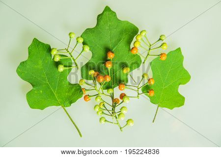 Prickly Nightshade