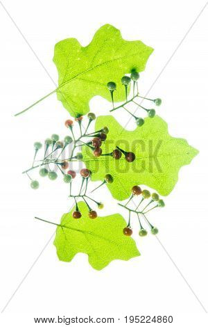 Prickly Nightshade