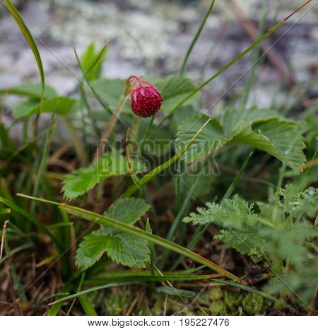 Wild strawberries macro growing wild strawberries in Altai
