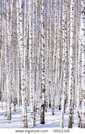 冬季白桦林-冬季宁静。理想的情况是适合的日历。