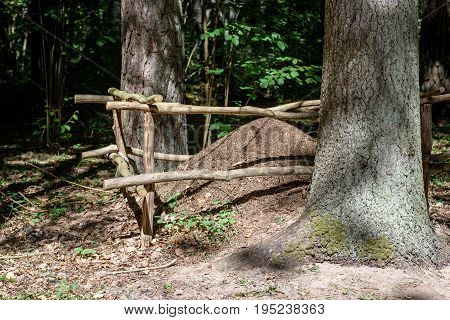 Close-up Of Ants Nest. Large Ant Hill In Summer Forest.