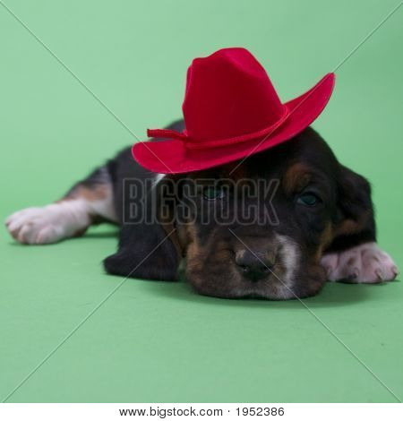 Filhote de Basset