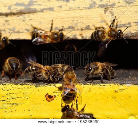 Bees at the entrance of the hive