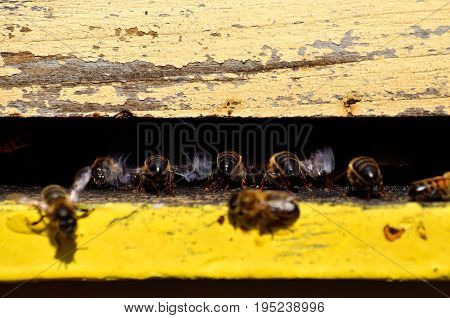 Bees flapping its wings at the entrance of the hive
