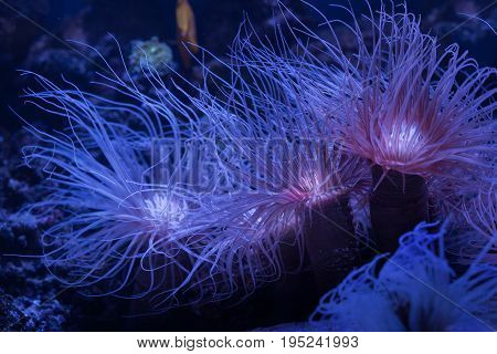 Beautiful corals under water glow in the dark. Catalaphyllia