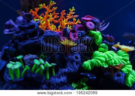 Beautiful multicolored corals under water. Close up