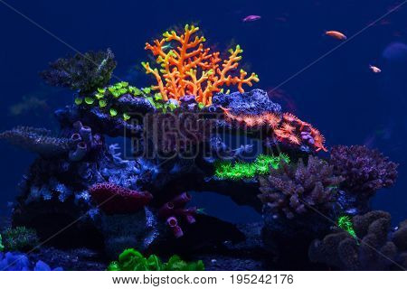 Multicolored bright corals under water close up