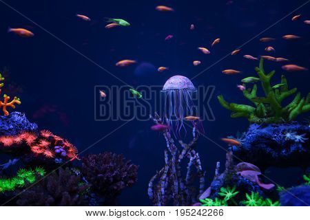 Beautiful jellyfish floating underwater among the small fishes