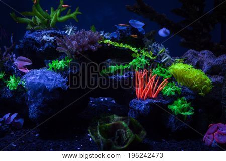 Bright colorful corals on the bottom under the water