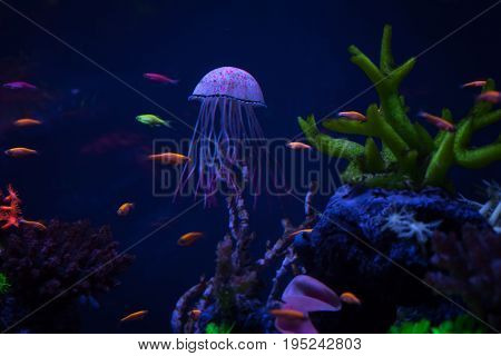Beautiful jellyfish under water among corals, close up