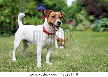 Jack Russell Terrier, white brown dog. Pair of Jack Russell Terrier dogs
