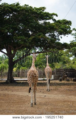 Philippines Calauit Island Whild park giraffe, Palawan