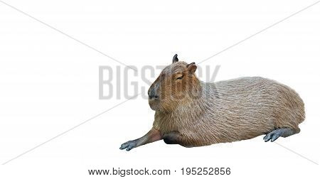 Capybara Lie Down Isolated on White Background