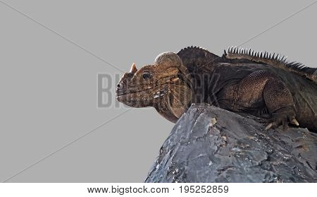 Rhinoceros Iguana Lie Down on The Rock on Gray Background