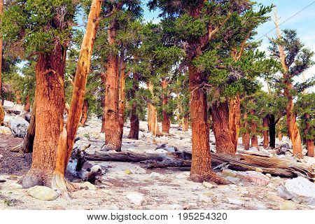 Lodgepole Pine Trees also known as twisted pines taken in the high altitudes of the Sierra Nevada Mountains, CA