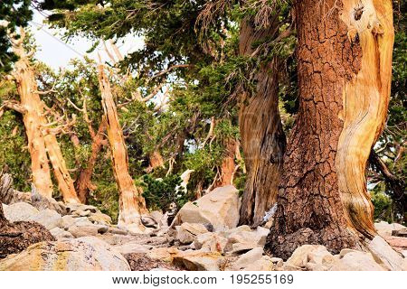 Lodgepole Pine Trees also known as twisted pines taken in the high altitudes of the Sierra Nevada Mountains, CA