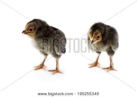 Pair of new born baby chicks Buff Brahmas isolated on a white background with light shadow. Extreme depth of field with selective focus on chick in foreground.