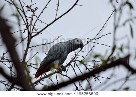 African gray parrot of red tail perched on tree